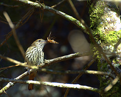 Knipolegus cyanirostris