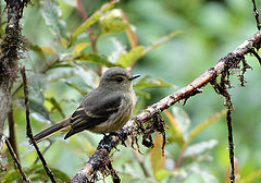 Knipolegus poecilurus