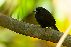 Knipolegus orenocensis