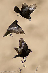 Knipolegus aterrimus