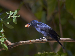 Knipolegus nigerrimus