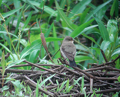 Muscisaxicola fluviatilis