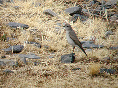 Muscisaxicola griseus