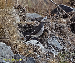 Muscisaxicola juninensis