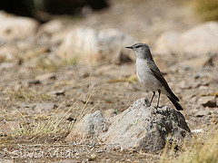 Muscisaxicola cinereus
