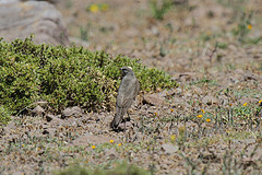 Muscisaxicola flavinucha