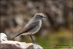 Muscisaxicola rufivertex