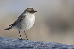 Muscisaxicola maclovianus