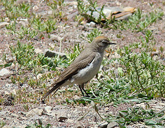 Muscisaxicola albilora