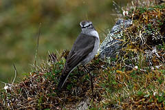 Muscisaxicola alpinus