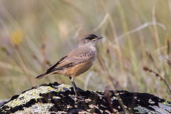 Muscisaxicola capistratus