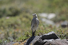 Muscisaxicola frontalis