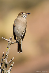 Agriornis micropterus