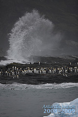 Aptenodytes patagonicus