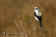 Heteroxolmis dominicana
