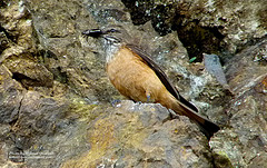 Myiotheretes striaticollis