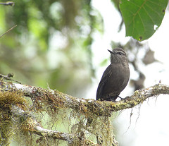 Myiotheretes fumigatus