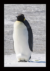 Aptenodytes forsteri