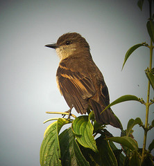 Myiotheretes fuscorufus