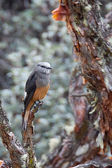 Cnemarchus erythropygius