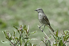 Polioxolmis rufipennis