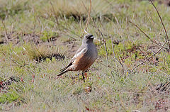Neoxolmis rufiventris