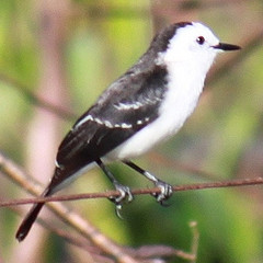 Fluvicola albiventer