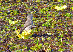 Arundinicola leucocephala