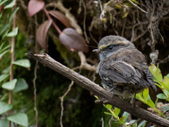 Silvicultrix frontalis