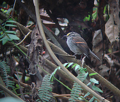 Silvicultrix pulchella