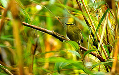 Silvicultrix diadema