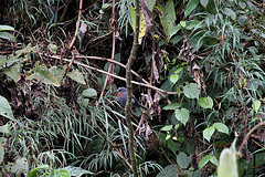 Ochthoeca cinnamomeiventris