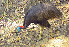 Casuarius casuarius