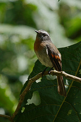 Ochthoeca rufipectoralis