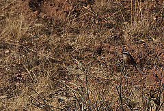 Ochthoeca oenanthoides