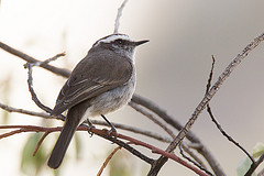 Ochthoeca leucophrys