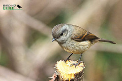 Colorhamphus parvirostris