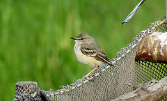 Muscigralla brevicauda