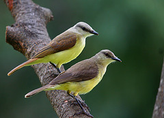 Machetornis rixosa