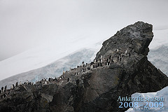 Pygoscelis antarcticus