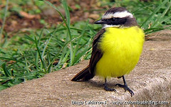 Myiozetetes cayanensis