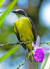 Myiozetetes granadensis