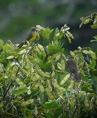 Myiozetetes luteiventris