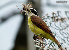 Pitangus sulphuratus
