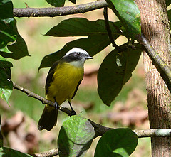 Conopias albovittatus