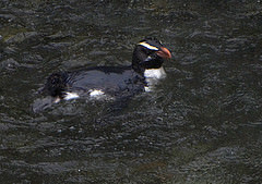 Eudyptes pachyrhynchus