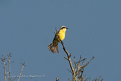 Conopias trivirgatus