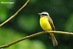 Myiodynastes hemichrysus