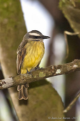 Myiodynastes chrysocephalus