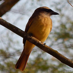 Myiodynastes bairdii